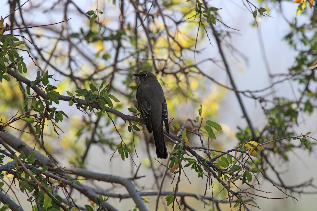 Townsend's Solitaire - ML503570461