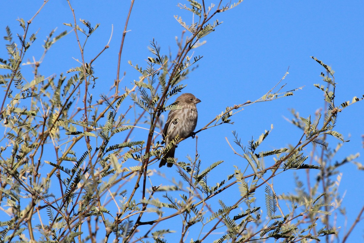 House Finch - ML503570581