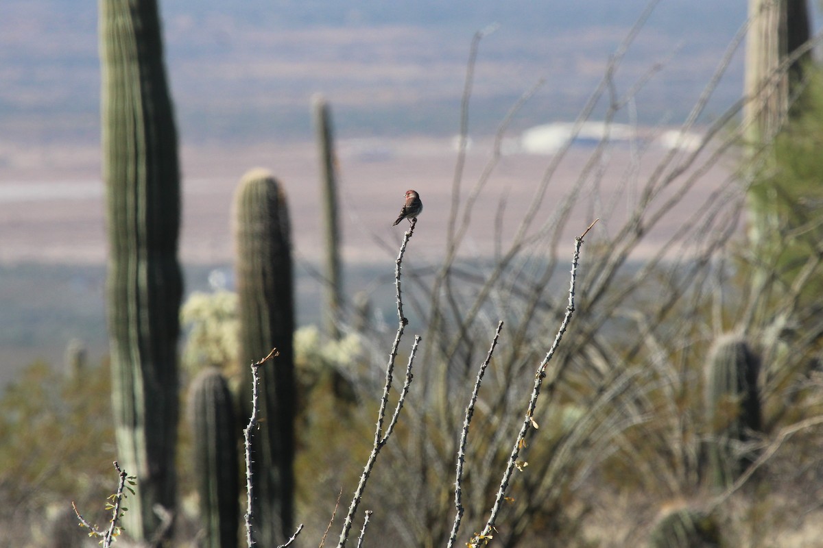 House Finch - ML503570591