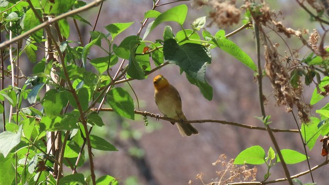 Orange-headed Tanager - ML503570831