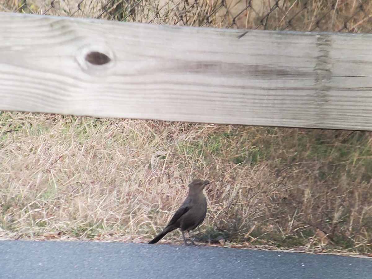 Brewer's Blackbird - Ray Duffy