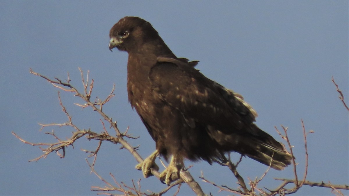 Red-tailed Hawk (Harlan's) - ML503572201