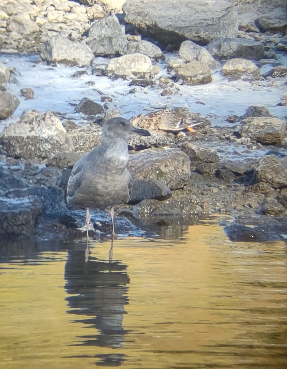 Gaviota de Bering - ML503573071