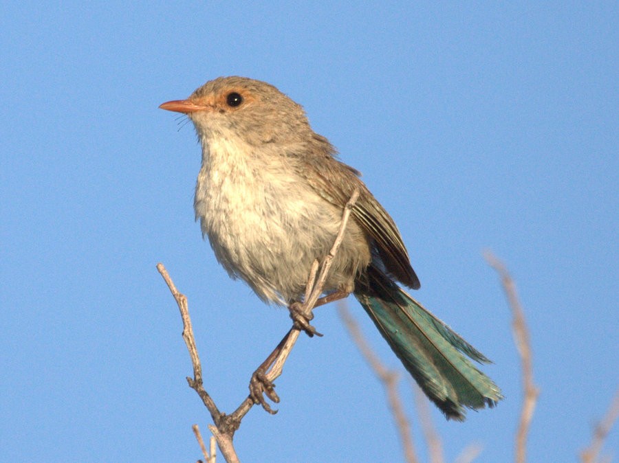 Splendid Fairywren - ML50357311