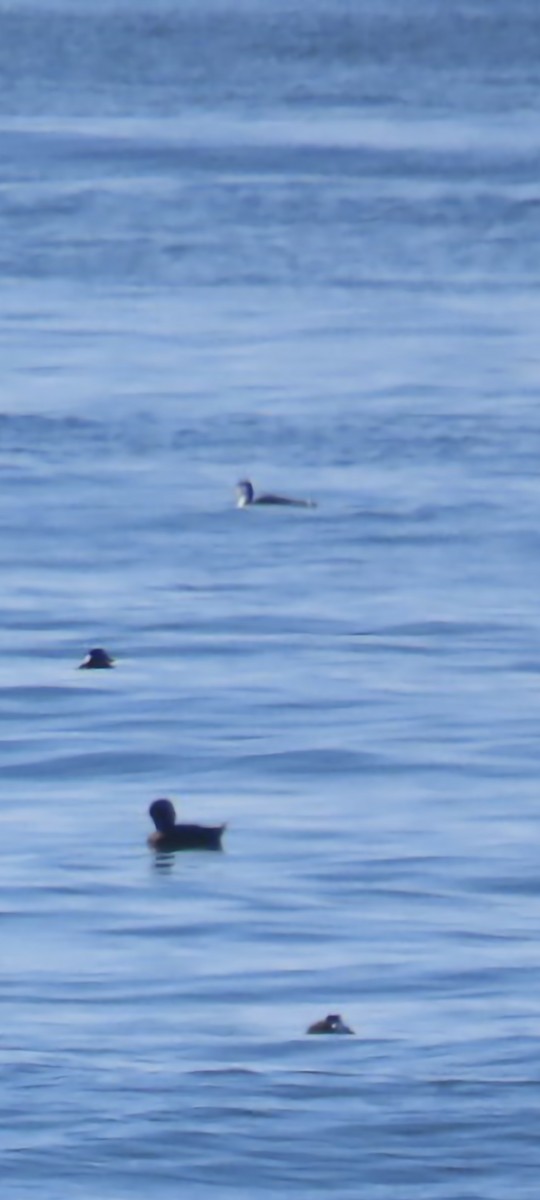 loon sp. - ML503573291