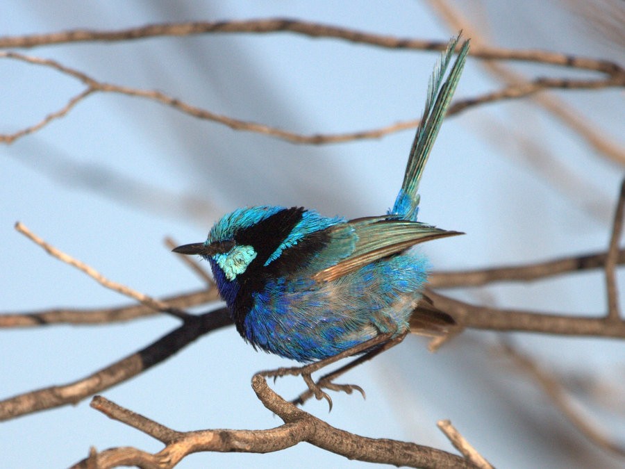 Splendid Fairywren - Mat Gilfedder