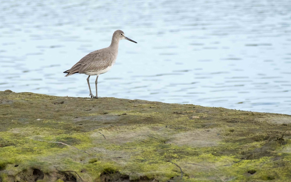 Willet - ML50357491