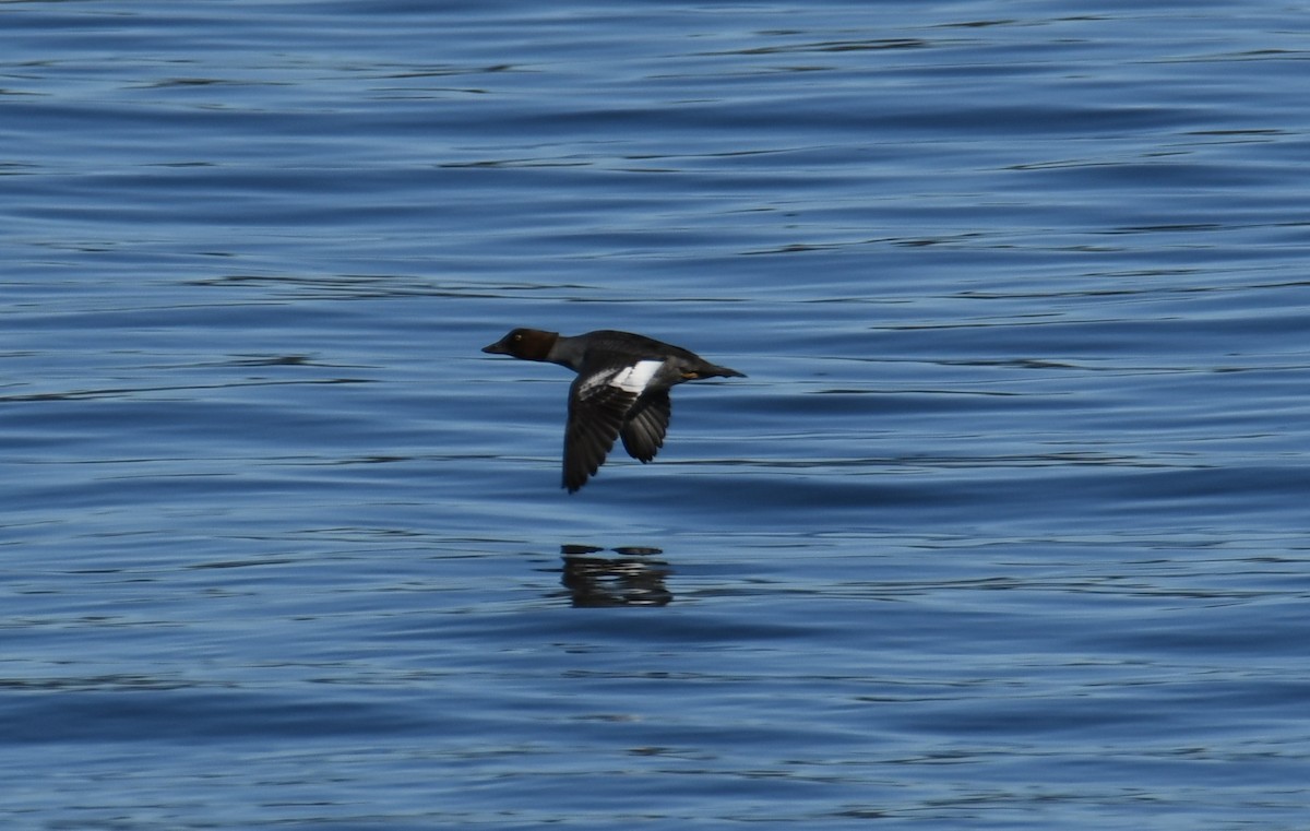 Common Goldeneye - ML503576101