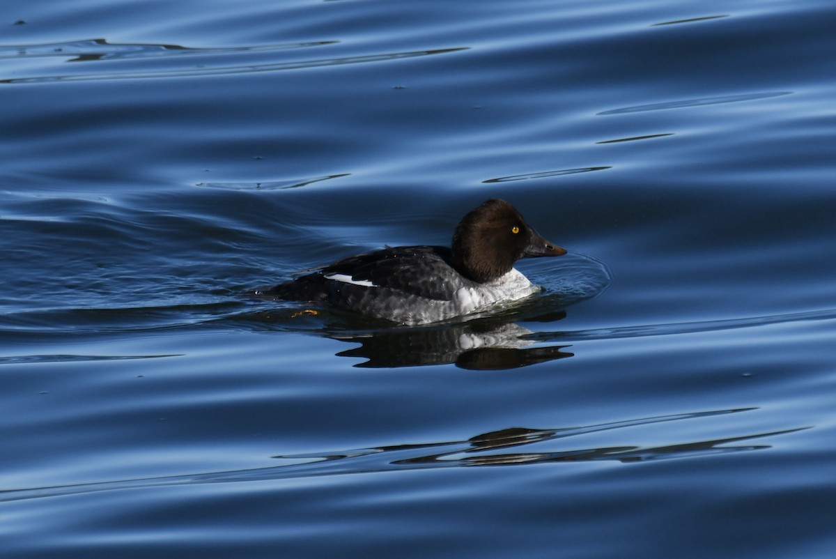 Common Goldeneye - ML503576111