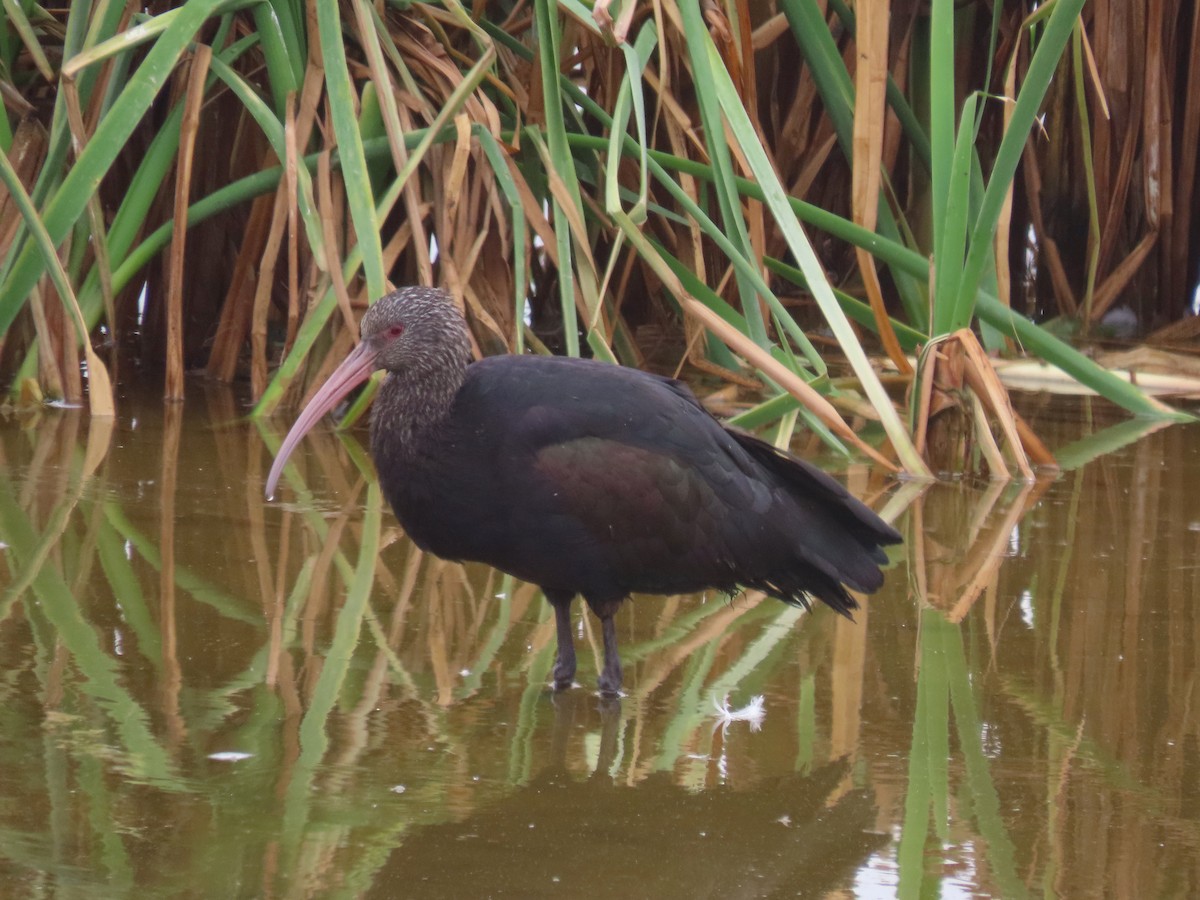 Puna Ibis - Marlene De La Cruz-Guzman