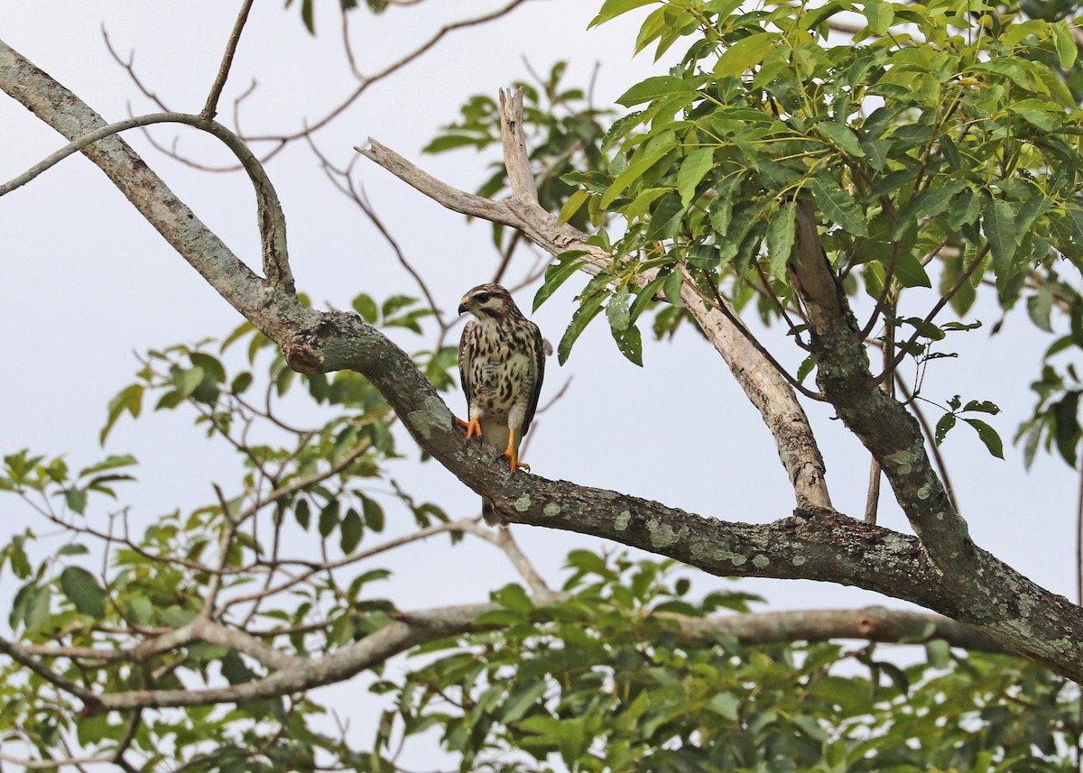 Gray Hawk - ML503576561