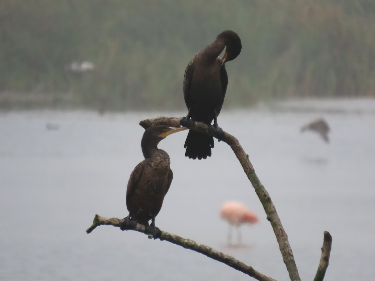 Cormorán Biguá - ML503576571