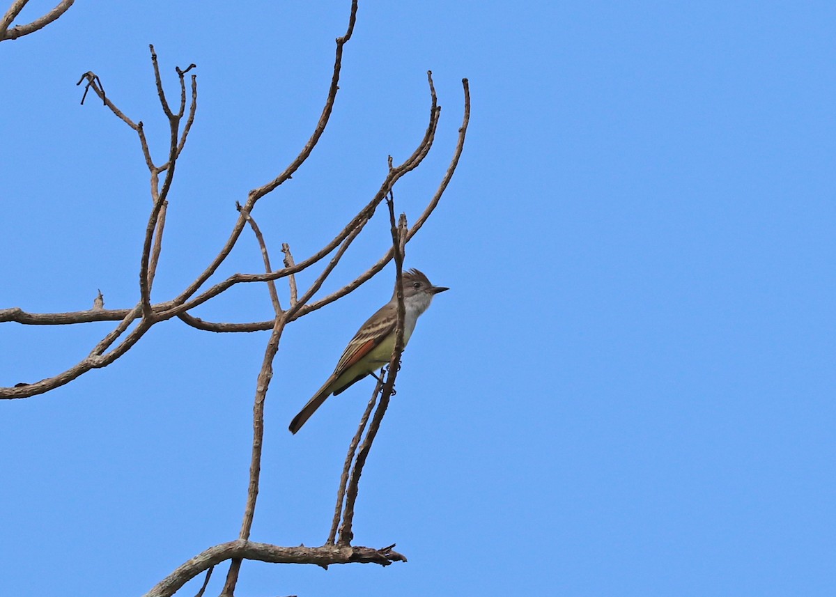 Ash-throated Flycatcher - ML503576581