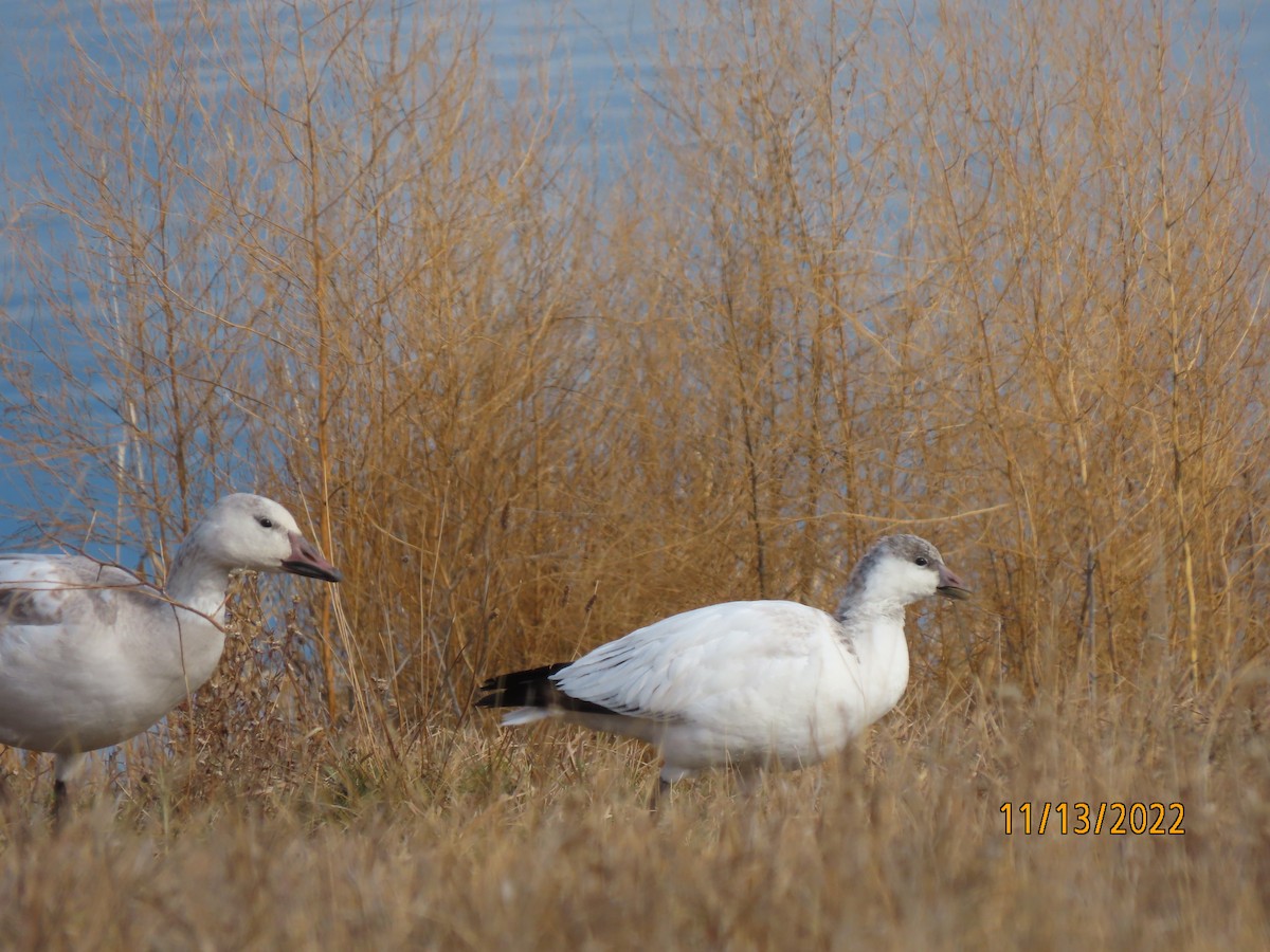 Ross's Goose - ML503576721