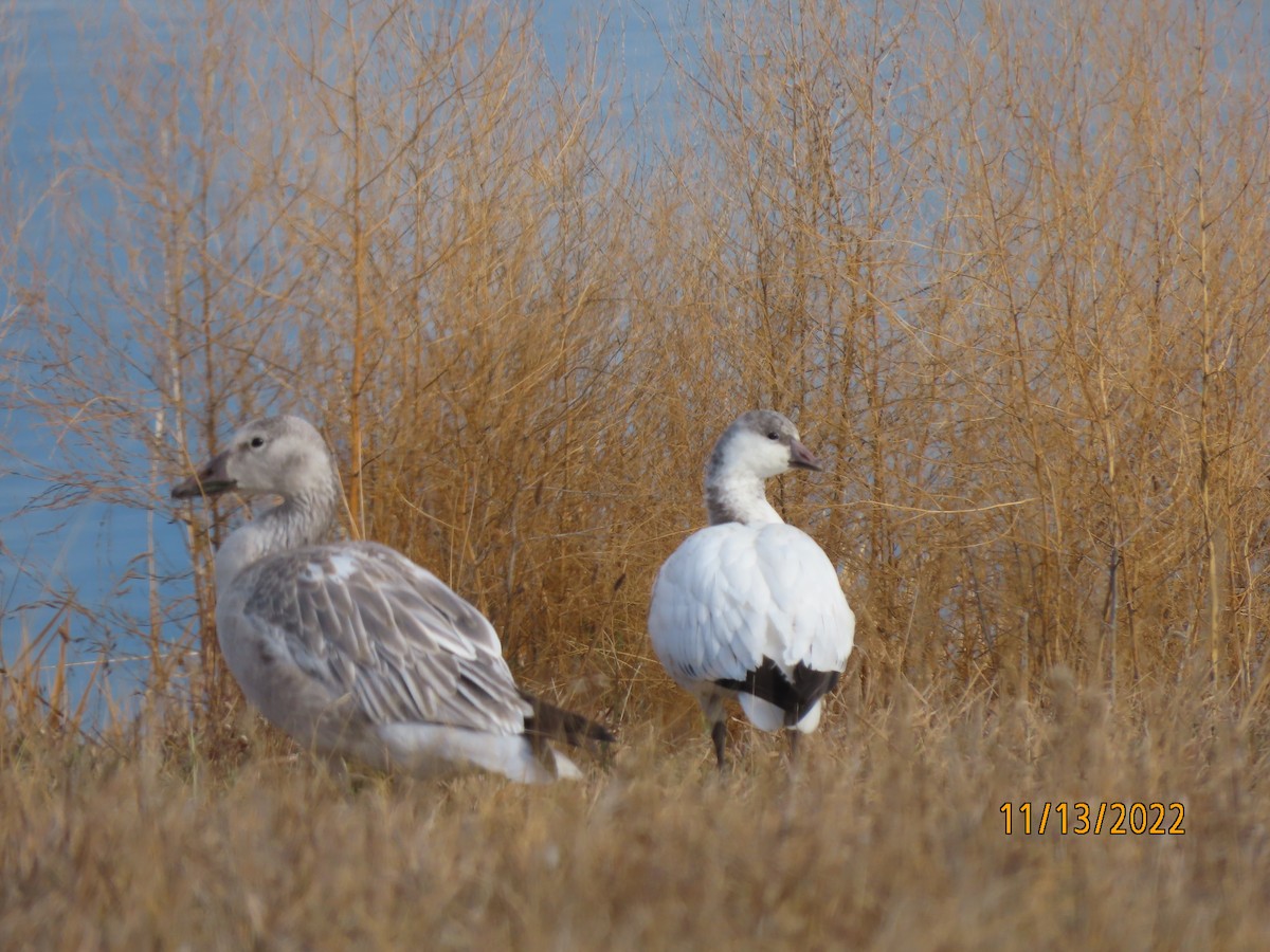 Ross's Goose - ML503576731