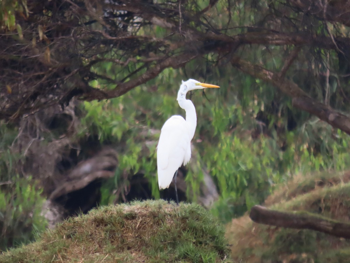 Great Egret - ML503577451