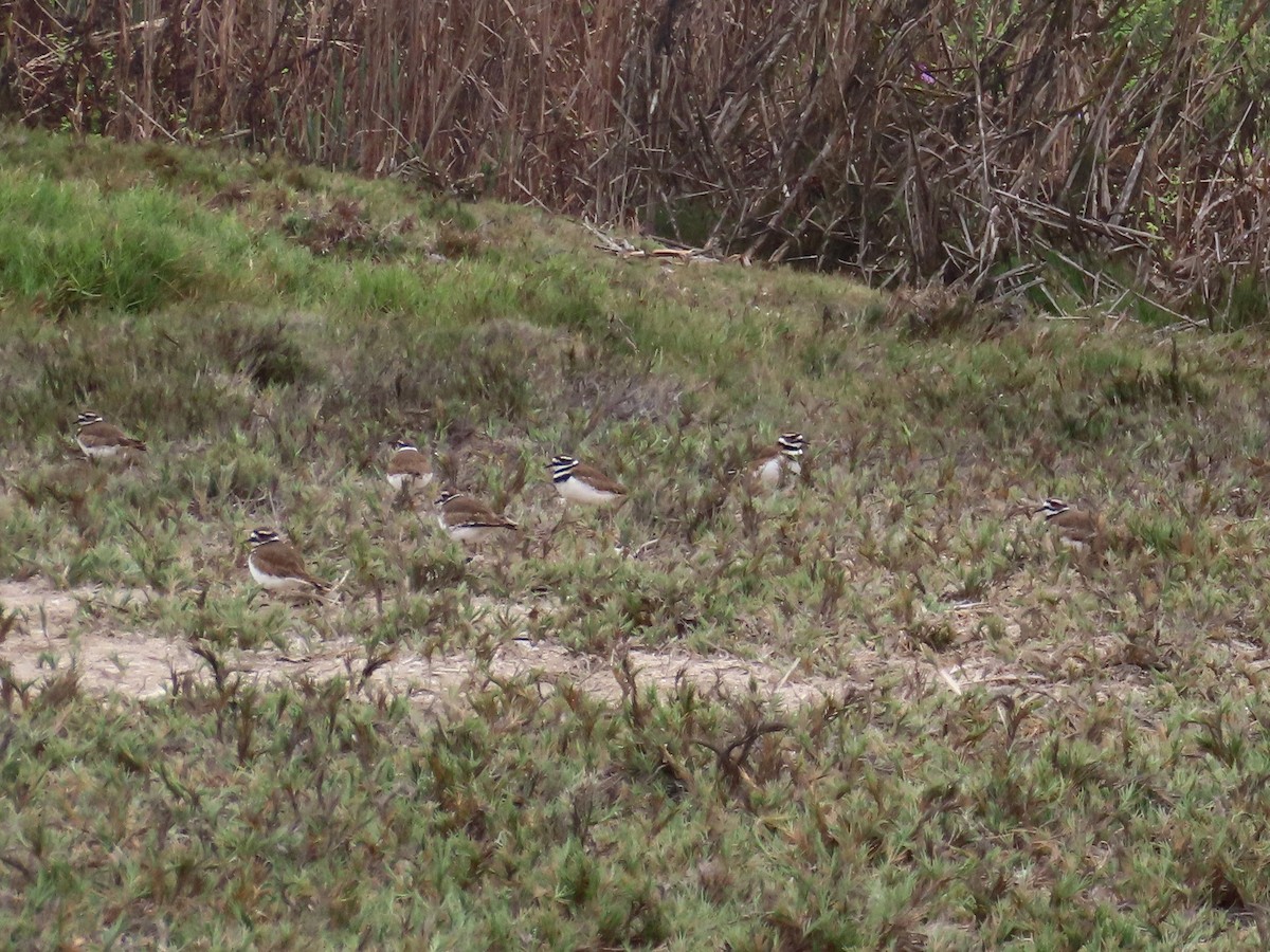 Killdeer - ML503577991