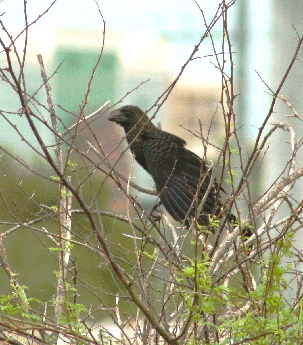 Smooth-billed Ani - ML503578211
