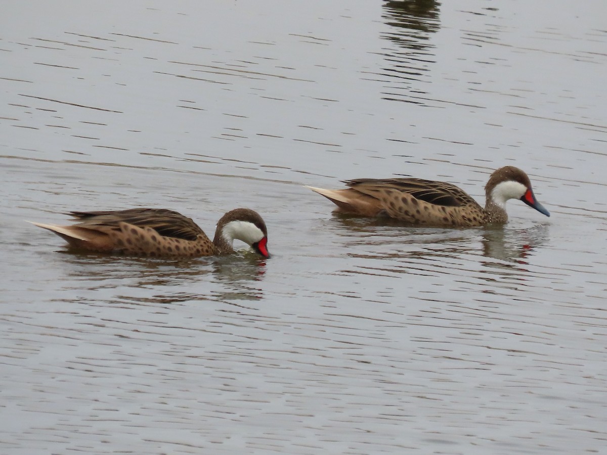 White-cheeked Pintail - ML503578321