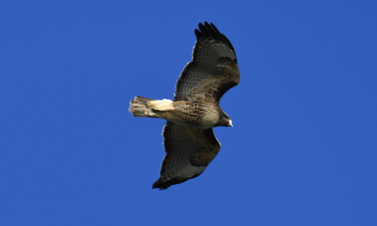 Red-tailed Hawk - ML503578731