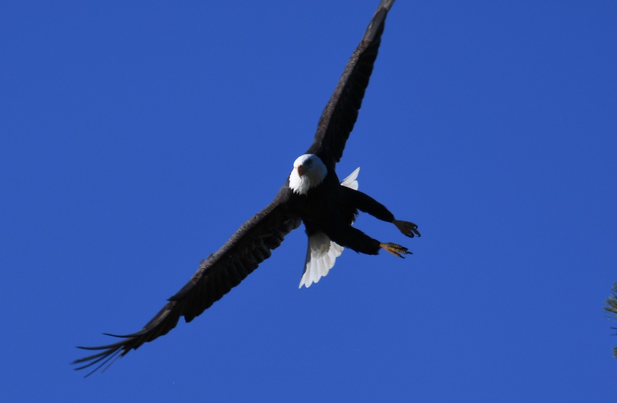 Bald Eagle - ML503578811