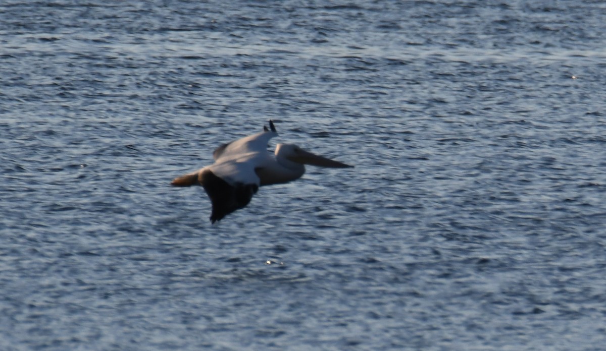 pelikán severoamerický - ML503578901