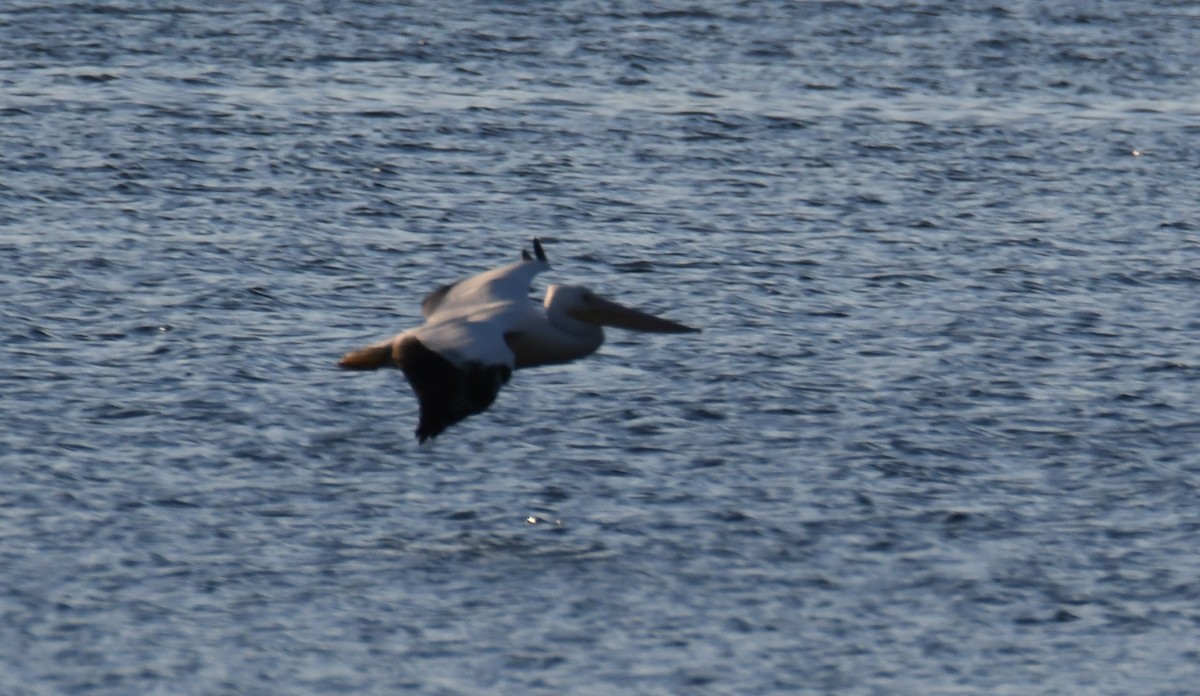 American White Pelican - ML503578901