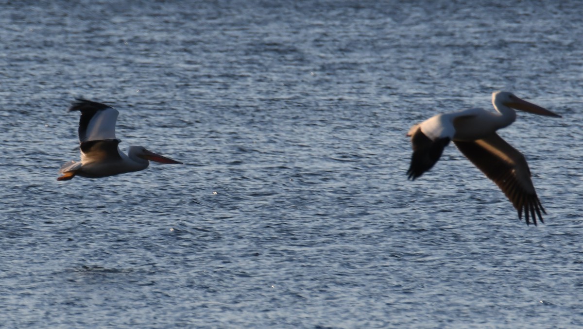 American White Pelican - ML503578911