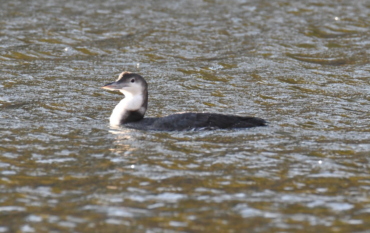 Common Loon - ML503578971