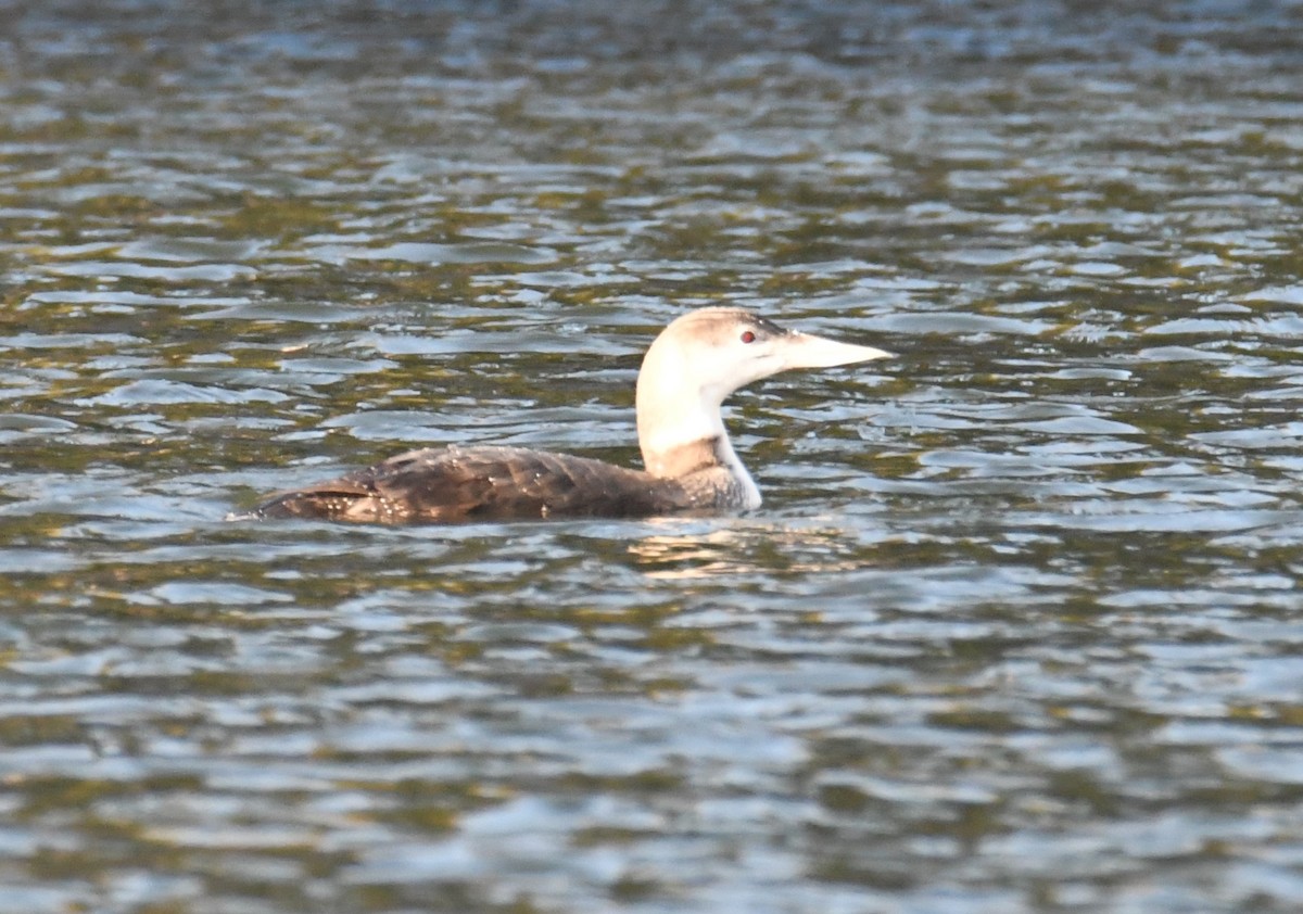 Common Loon - ML503579011