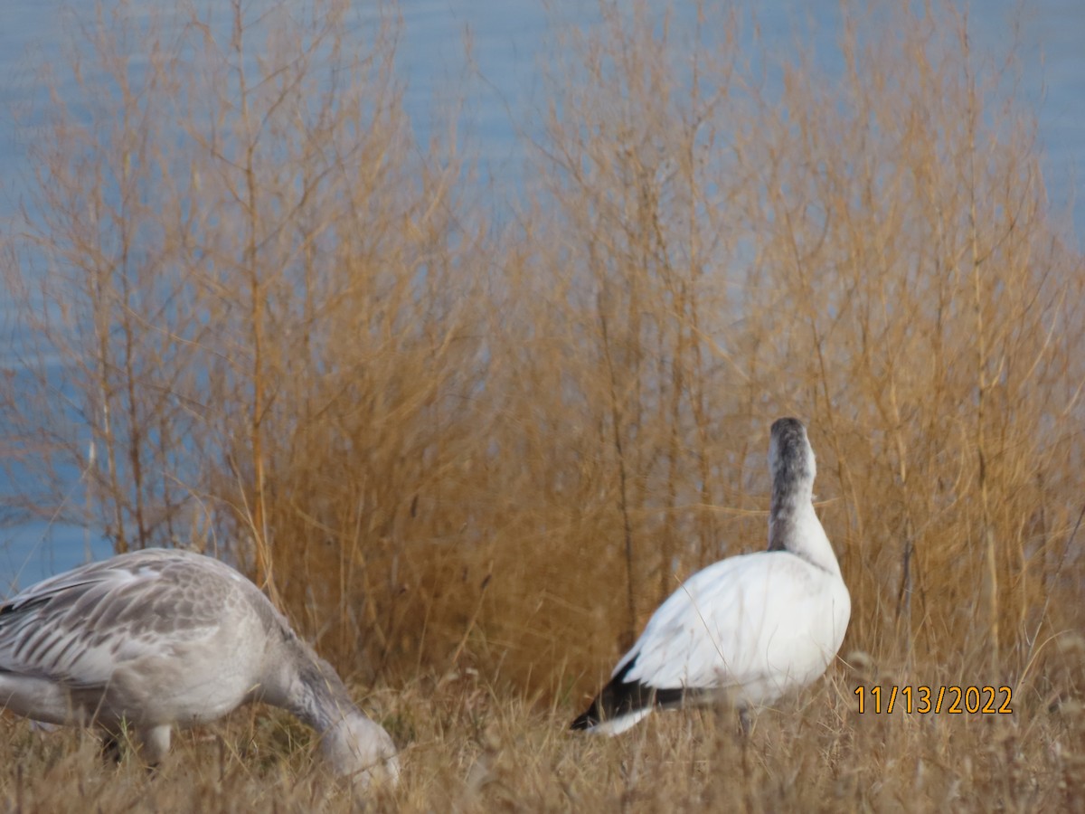 Ross's Goose - Bruce Ackerman