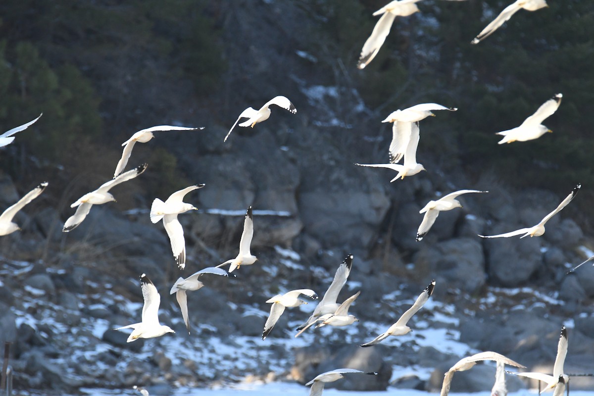 Ring-billed Gull - ML503579121