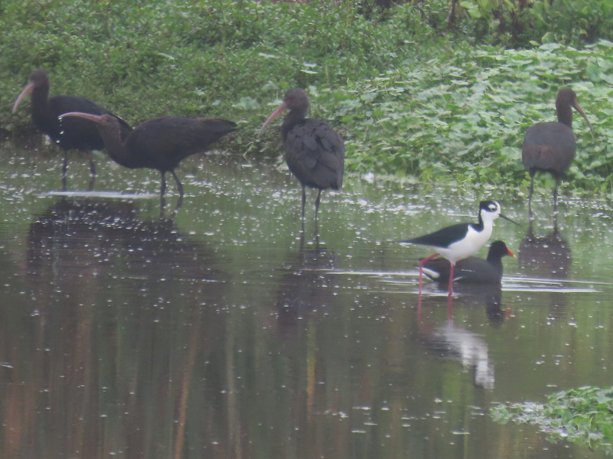 Black-necked Stilt - ML503579491