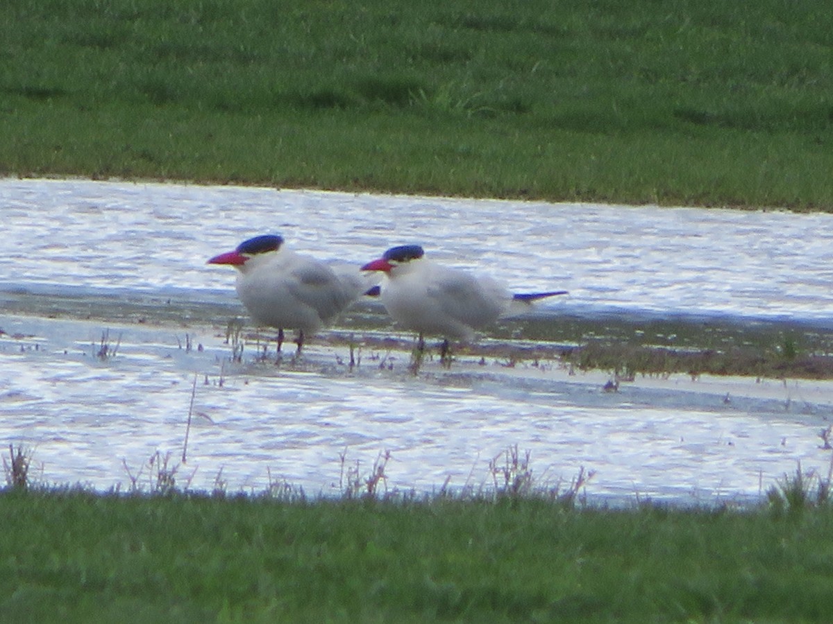 Caspian Tern - ML503580011
