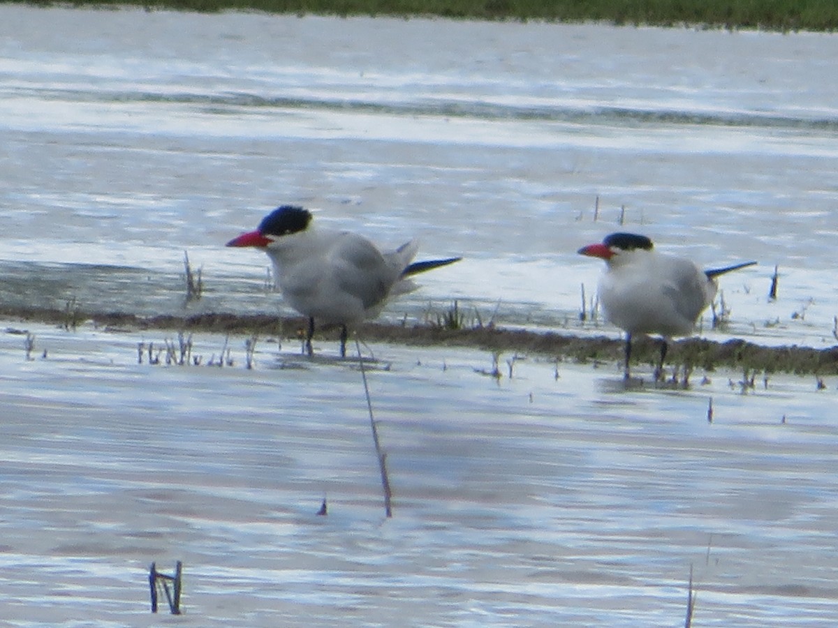 Caspian Tern - ML503580061