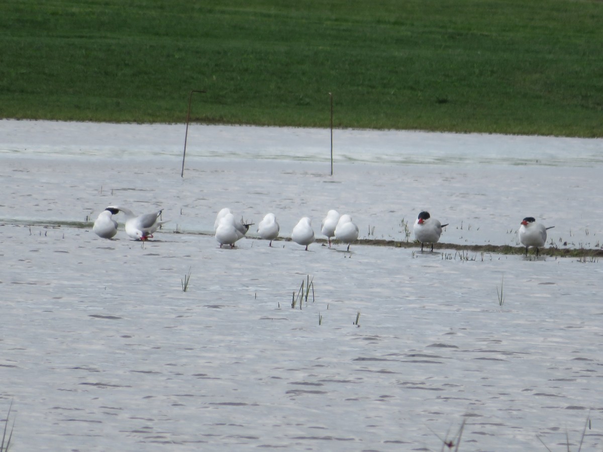 Caspian Tern - ML503580101