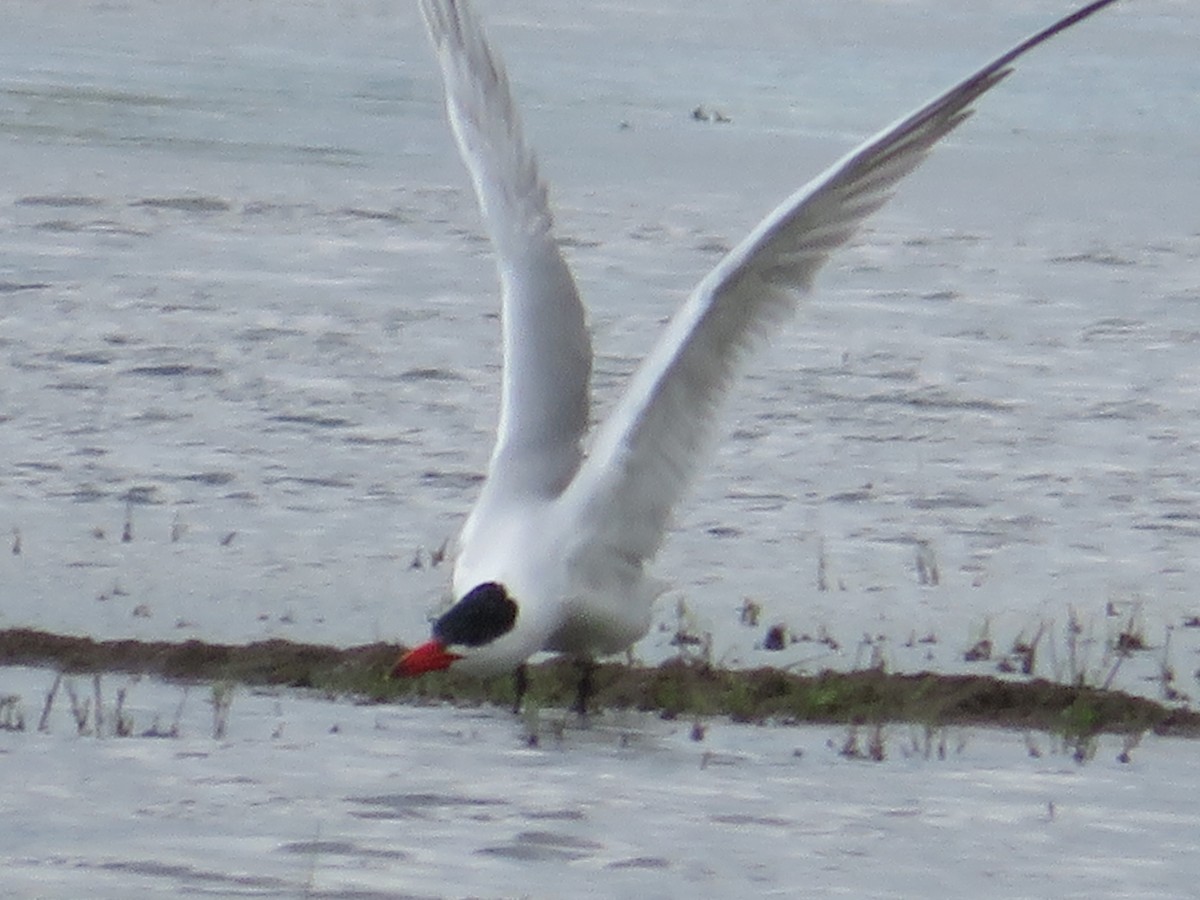 Caspian Tern - ML503580111
