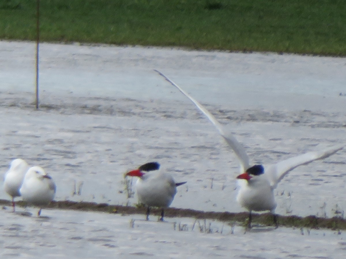 Caspian Tern - ML503580131