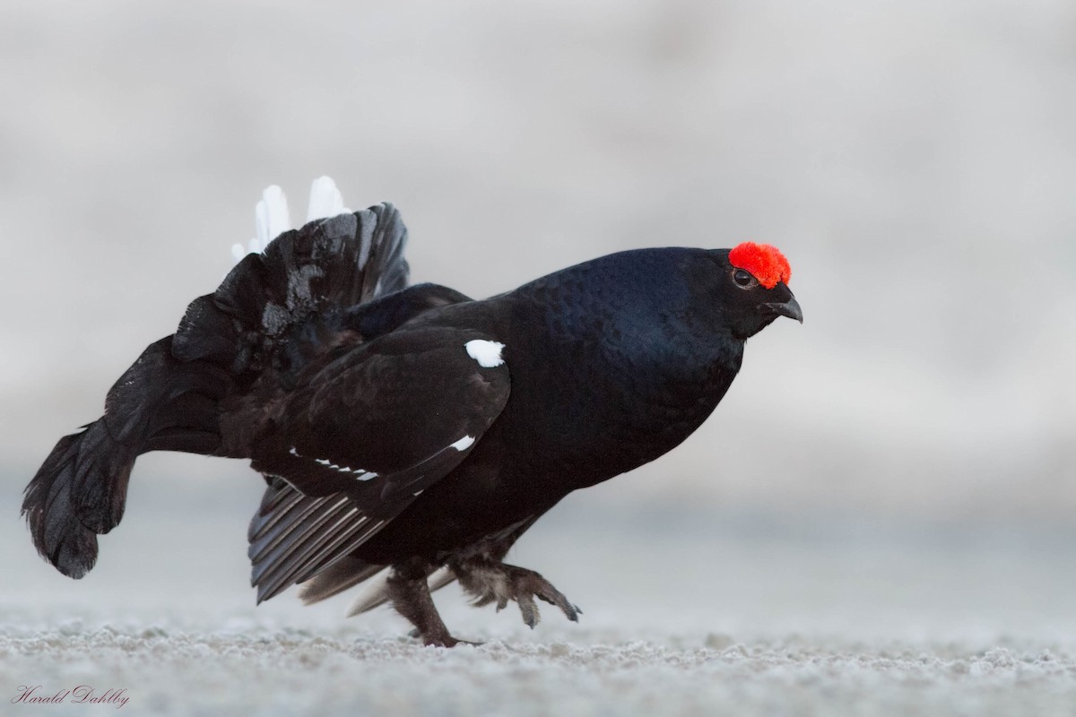 Black Grouse - ML503580831