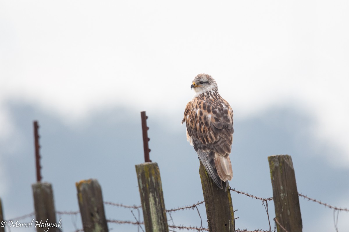 Ferruginous Hawk - ML503580871