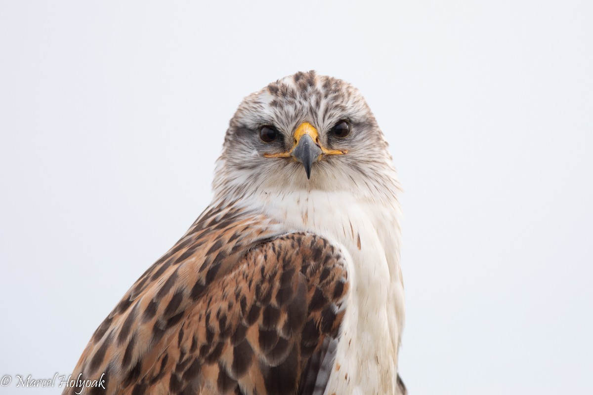 Ferruginous Hawk - ML503580881