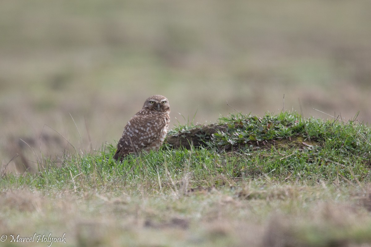 Burrowing Owl - ML503580961