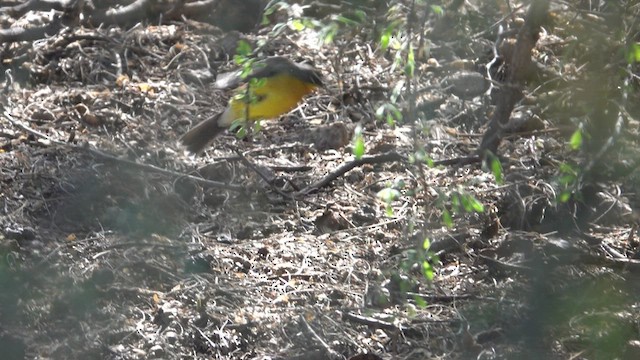 Fan-tailed Warbler - ML503581791