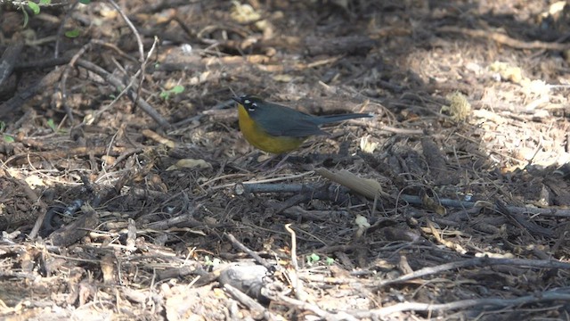 Fan-tailed Warbler - ML503581931