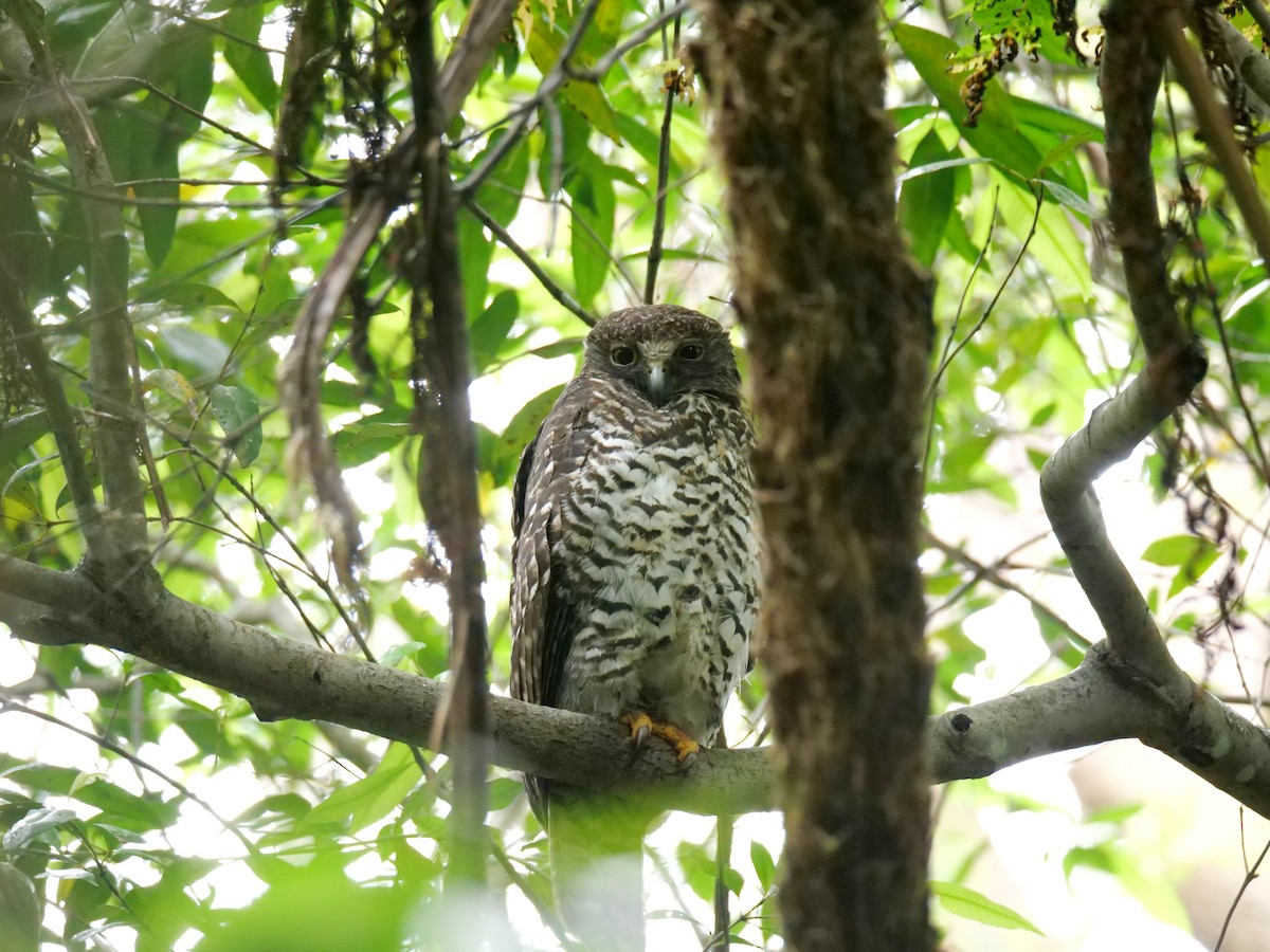 Powerful Owl - Jenny Stiles