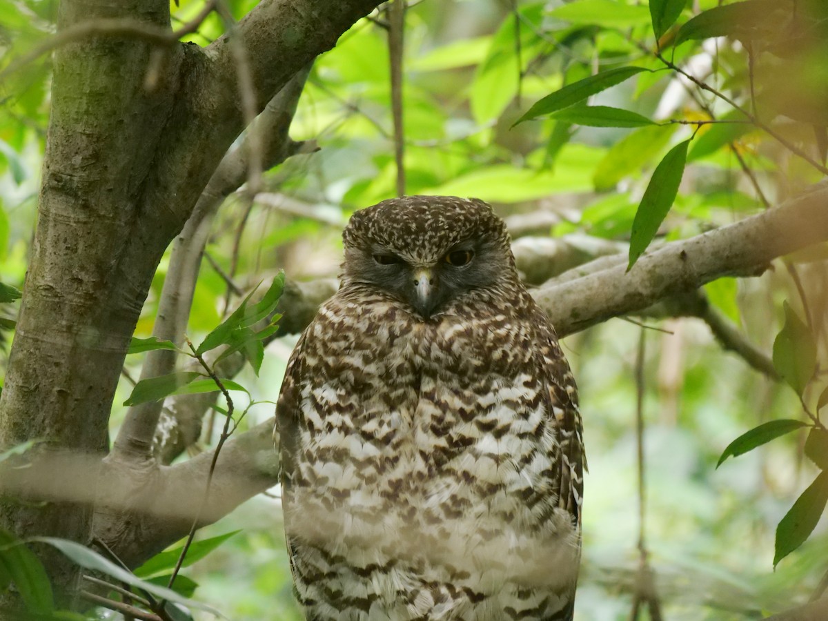 Powerful Owl - ML503585471