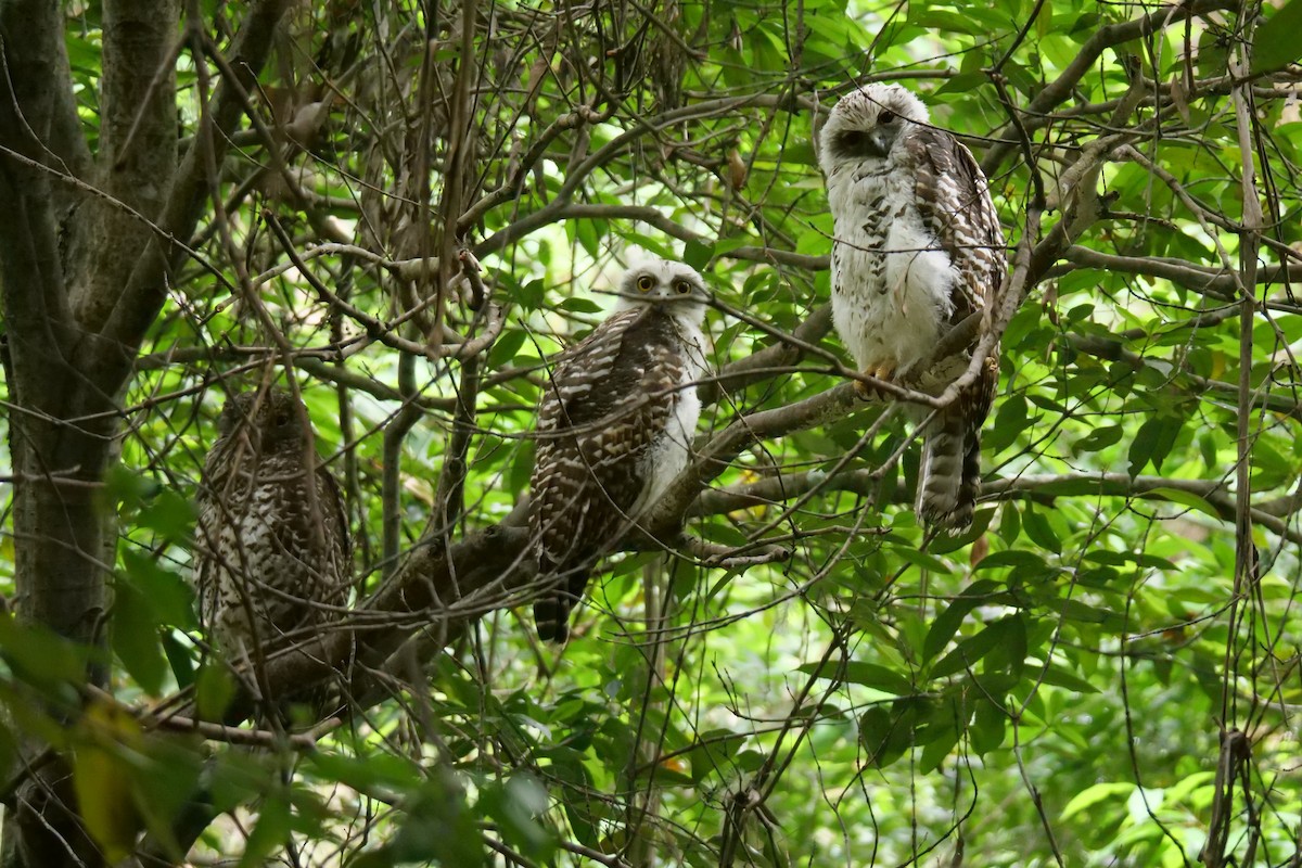 Powerful Owl - ML503585511