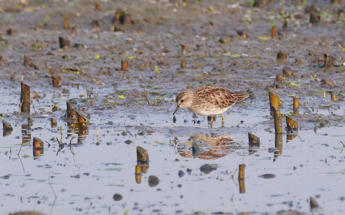 長趾濱鷸 - ML503585881