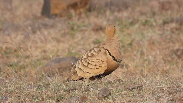 Chestnut-bellied Sandgrouse - ML503585941