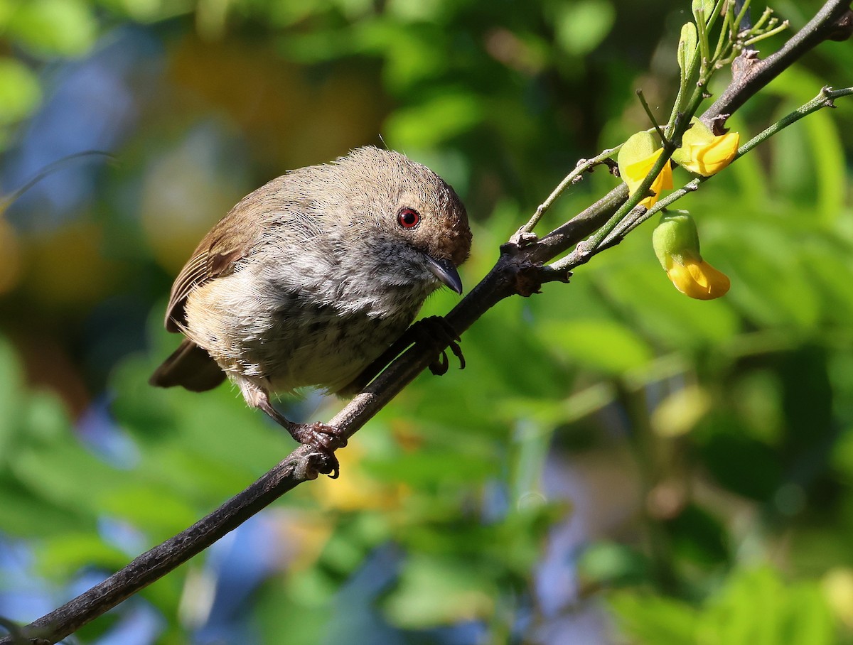 Brown Thornbill - Andy Gee